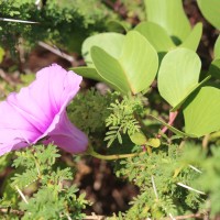 Ipomoea pes-caprae (L.) R.Br.